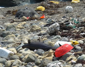 Learn about marine debris.