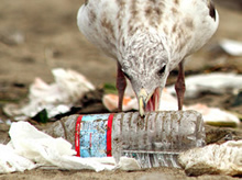 Learn about marine debris.